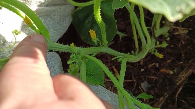 Как растут дыни в мешках. Формирование дыни. смотреть онлайн