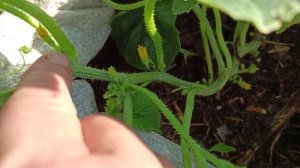 Как растут дыни в мешках. Формирование дыни.