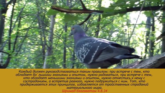 Russian nature, Hindu wisdom (Парк Толстого и цитаты из Шримад Бхагаватам) смотреть онлайн