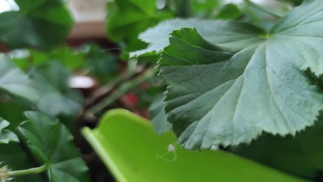 Самое простое удобрение для пышного цветения пеларгоний смотреть онлайн