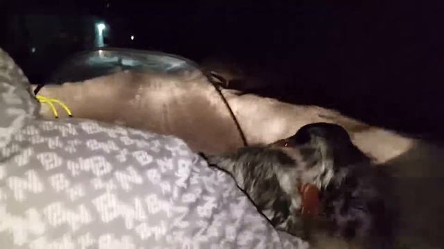 СсК.Прогулка собаки на снегоходе