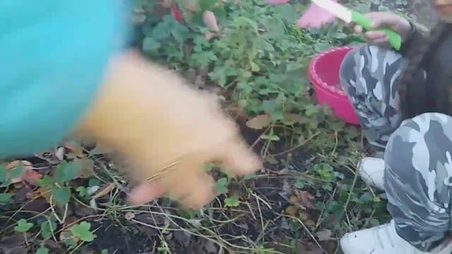 Грибы во дворе смотреть онлайн