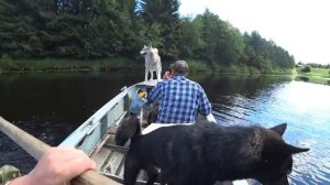 Очередные испытание мотовесла на лодке казанке по малой таёжной реке. Мотор болотоход Sharmax 18 л.