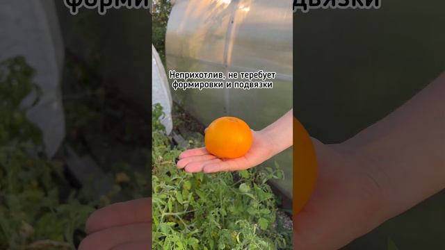 Сибирский сортовой томат Золотая клуша?среднеранний, штамбовый, отличный! | УСАДЬБА-СЕМЕНА смотреть онлайн