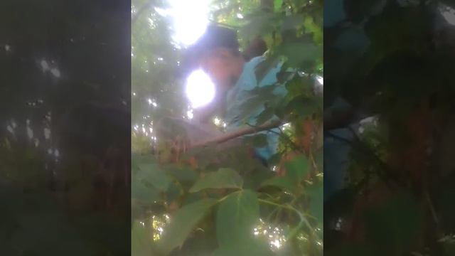 Лезу на дерево смотреть онлайн