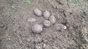 Картофель Голубой Дунай на участке директора фирмы Живой мир