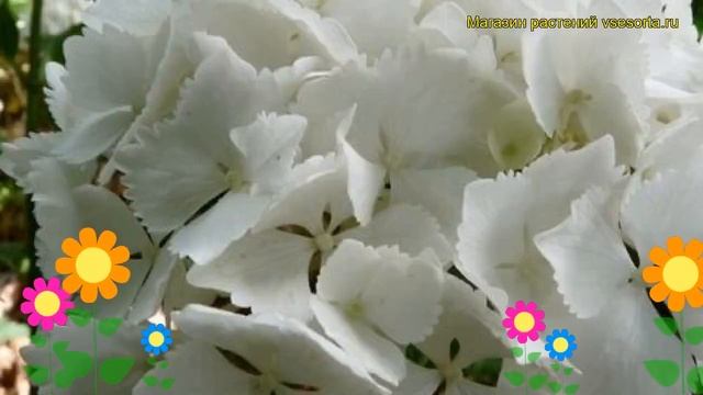 Гортензия крупнолистная Нимфа. Краткий обзор, описание характеристик hydrangea macrophylla Nymphe смотреть онлайн
