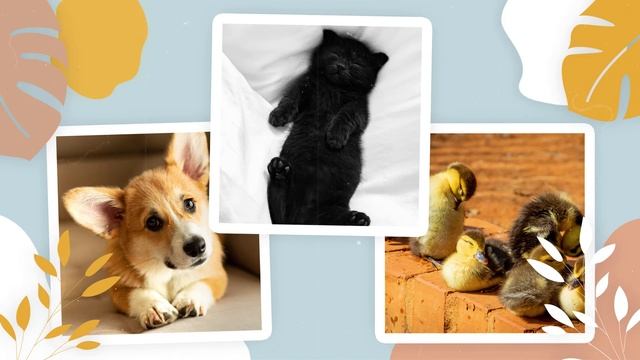 Слайд-шоу домашних питомцев Adopt Pet Yellow Promo Videohive DIZAYNPROJECT смотреть онлайн