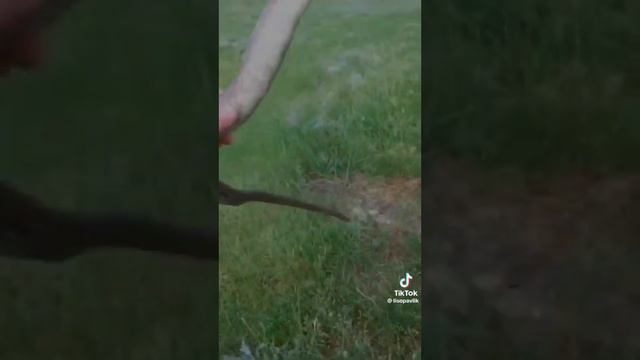 ящерицы в средней полосе России @#ящерок#@