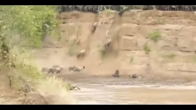 Миграция антилоп гну через реку Масаи-Мара, Кения смотреть онлайн