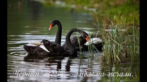 Бону Кора тун﻿