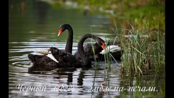 Бону Кора тун