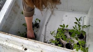 Делаем из Холодильника Теплицу ?