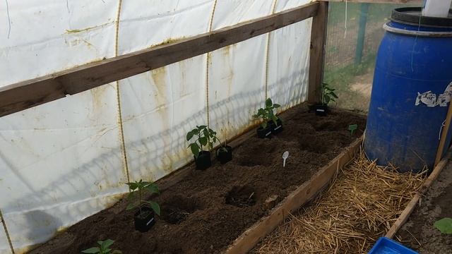 Посадка огурцов и перцев в теплицу смотреть онлайн