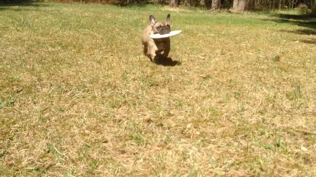 Frisbee Bulldog 2!