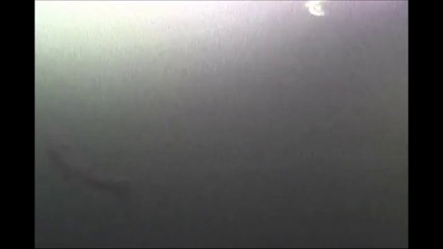 Рыбалка в Подмосковье и Москве(зимняя,летняя) смотреть онлайн