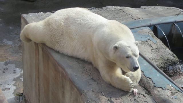 Белый медведь загорает на солнышке