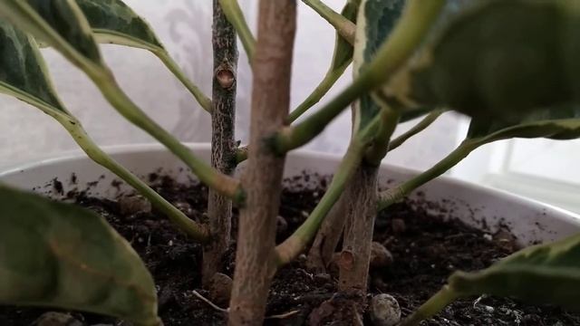 Кротон Эбурнэум??? отчет об обрезке и укоренении