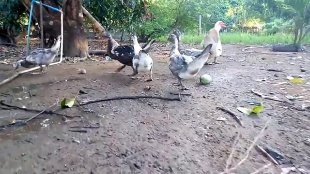 Интересные звуки знакомых животных: корова, лошадь, утка, слон, обезьяна, курица смотреть онлайн
