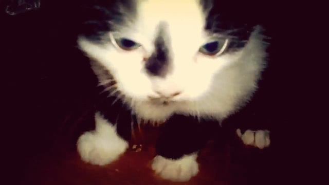 Жизнь котёнка: котик научился ходить! смотреть онлайн