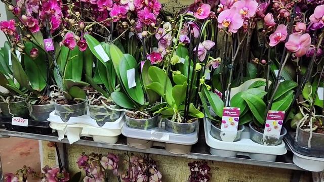 Поставка цветущих орхидей 31.05.2023 г. Краснодар  отправка почтой 89180336327