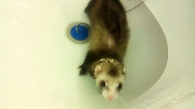 Как купаются хорьки смотреть онлайн