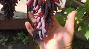 ХЕЛЛОУИН киш миш виноград раннего срока созревания