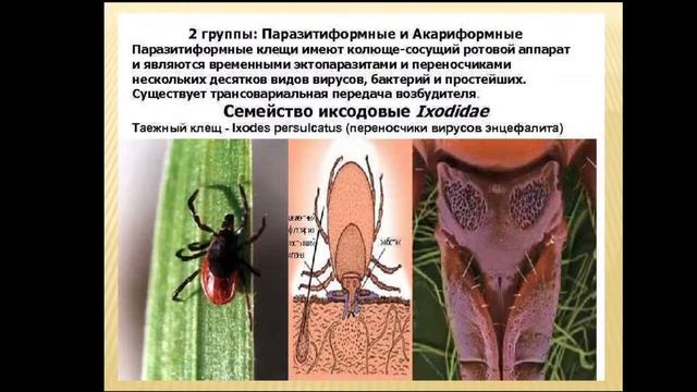 13.50Арахноэнтомология смотреть онлайн