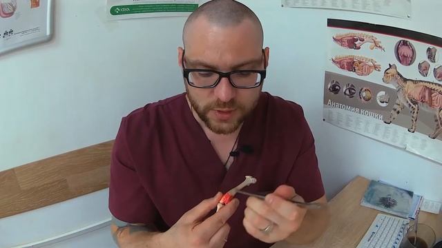 Краткий обзор на вывихи коленных чашек у мелких собак смотреть онлайн