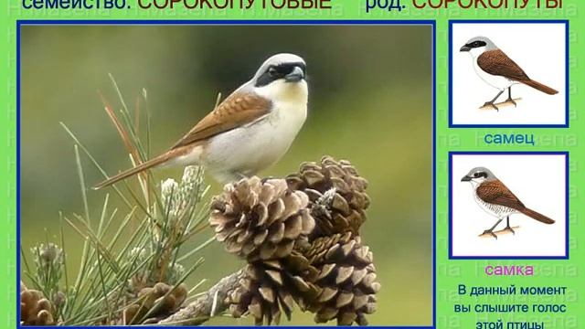 Сорокопут. Евразия. Голоса птиц смотреть онлайн