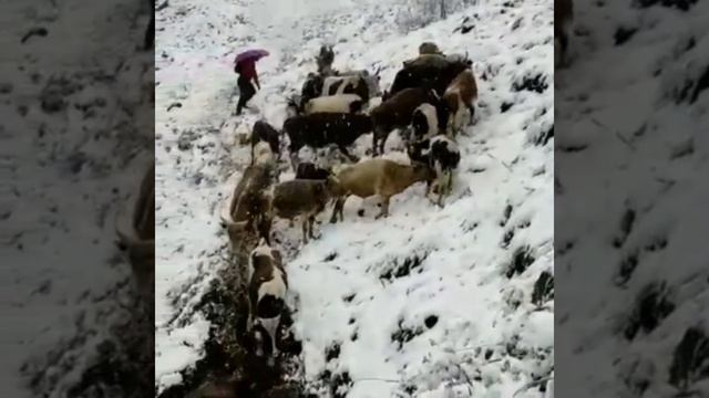 поездка в Хушет.26 май 2021год смотреть онлайн