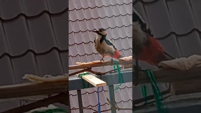 Большой Пёстрый дятел. Парень смотреть онлайн