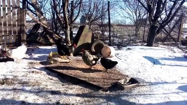 Подарок нашему хозяйству.Мини курочкы. Декоративная ? птица. смотреть онлайн