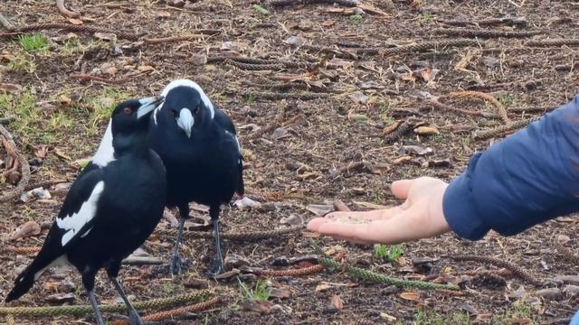 Австралийская сорока - забавная птичка / Australian magpie - dangerous bird. смотреть онлайн