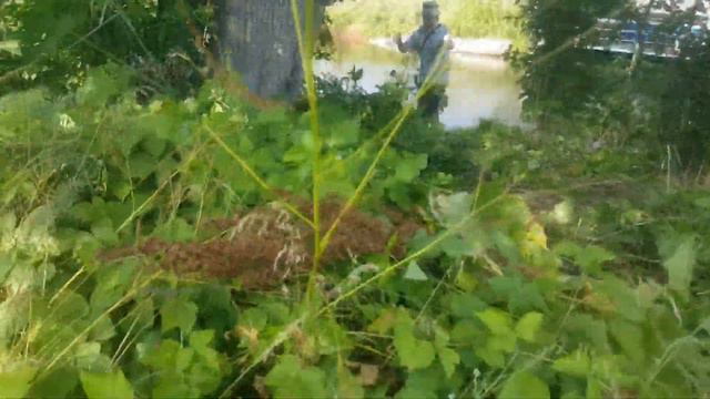 Вкусные вишни острова любви ! смотреть онлайн