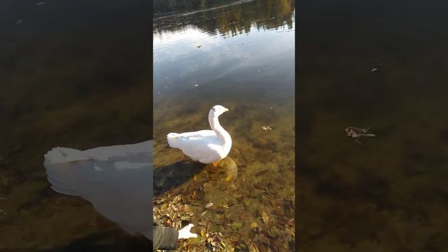 Маруська к новым людям относится с лёгким недоверием. Я могу гладить смотреть онлайн