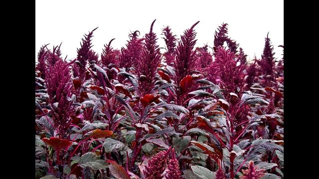 Чем полезен АМАРАНТ смотреть онлайн