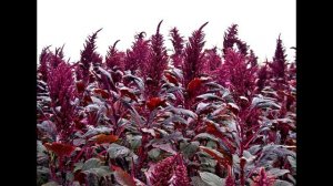 Чем полезен АМАРАНТ