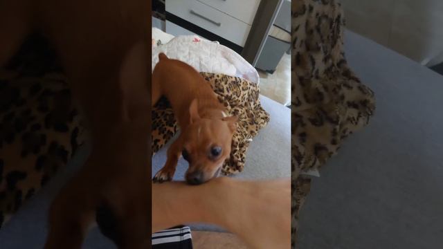 Raiva, instatisfaçao, Discordia..... смотреть онлайн