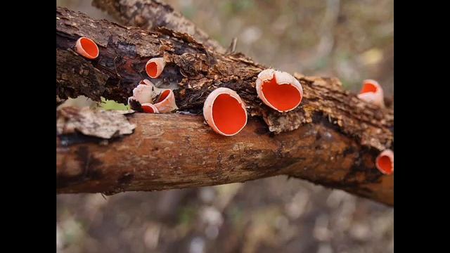 Sarcoscypha austriaca смотреть онлайн