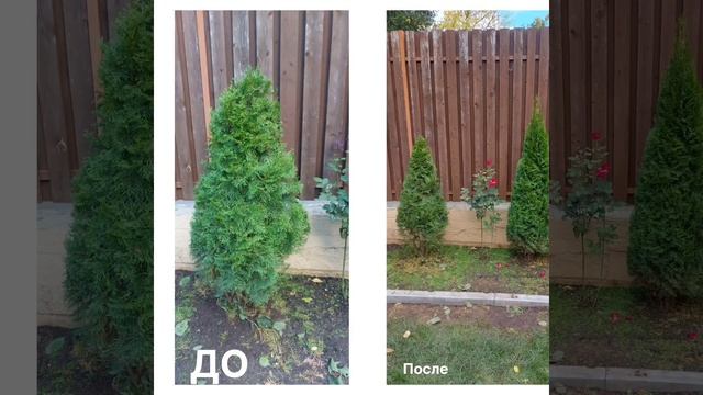 Топиарная стрижка туй,обновление сада! смотреть онлайн