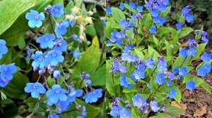 Красивые редкие многолетники для тени!