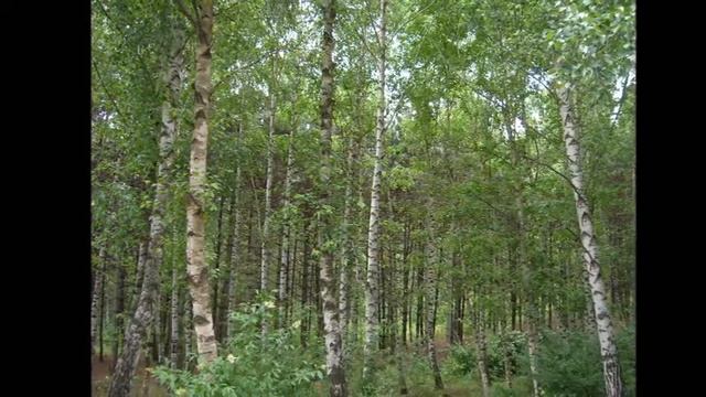 Год экологии Знай Люби Береги смотреть онлайн