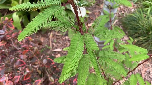 Мимоза стыдливая смотреть онлайн