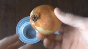 Как вырастить лук дома на подоконнике, без земли   Survival # 3