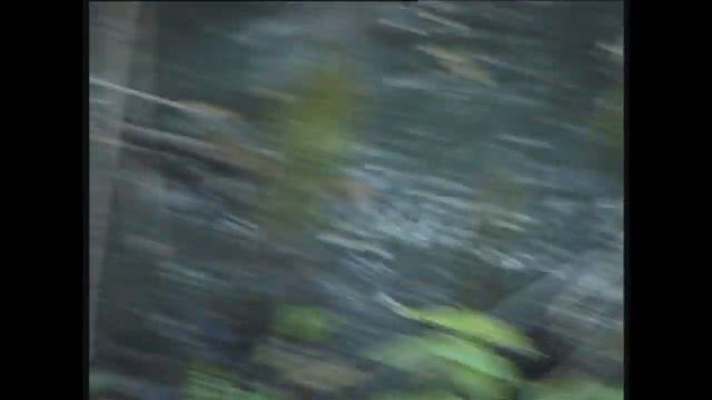 Ласка охотится за мышью смотреть онлайн