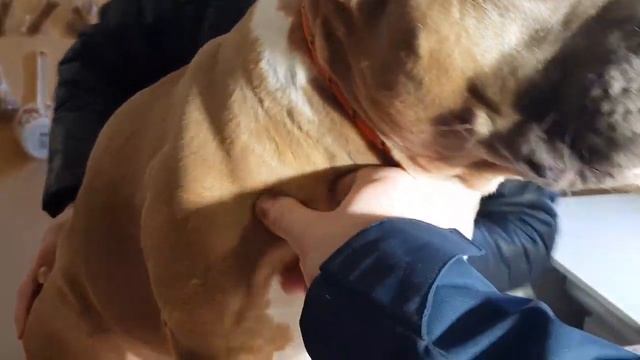 Как набрать вес собаке мышцами, а не жиром смотреть онлайн