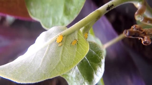 Aphids Nerii. Pulgón смотреть онлайн
