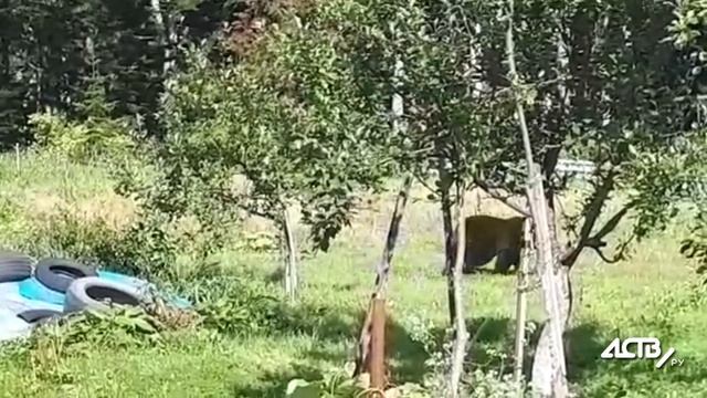 Вёл себя как хозяин: в сети появилось видео медведя, застреленного в сахалинском Яблочном смотреть онлайн
