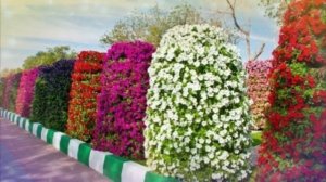 Тушда гул курса НАХОТКИ шундай булади Туш табири